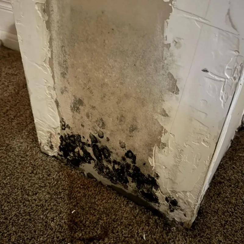 Professional Mold Removal in Newton County, MO